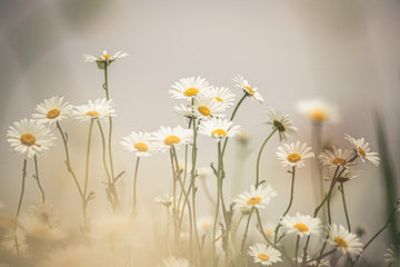 Chamomile