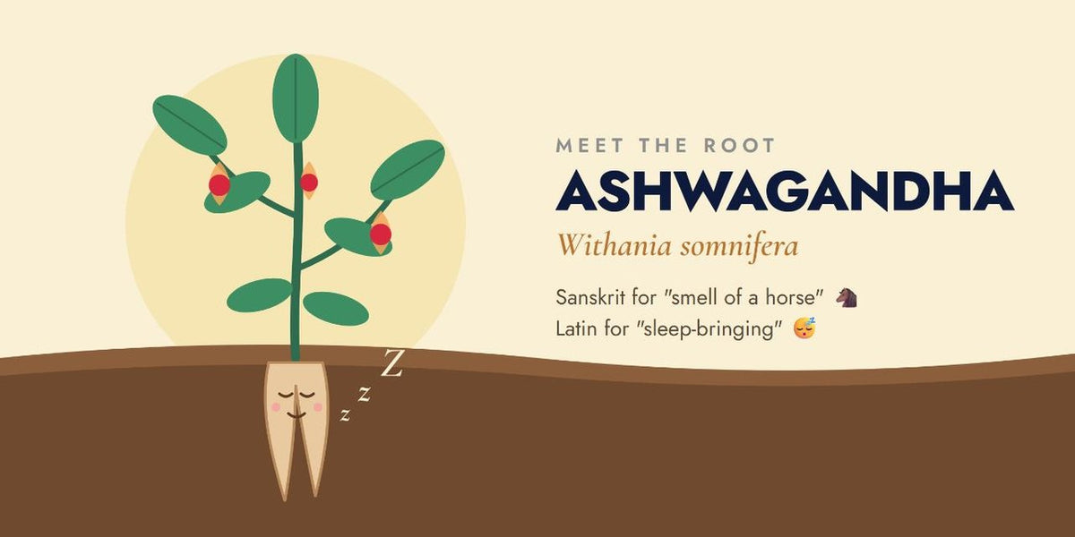 Illustrated ashwagandha shrub with green leaves and red berries above a sleeping cartoon root, labelled Withania somnifera